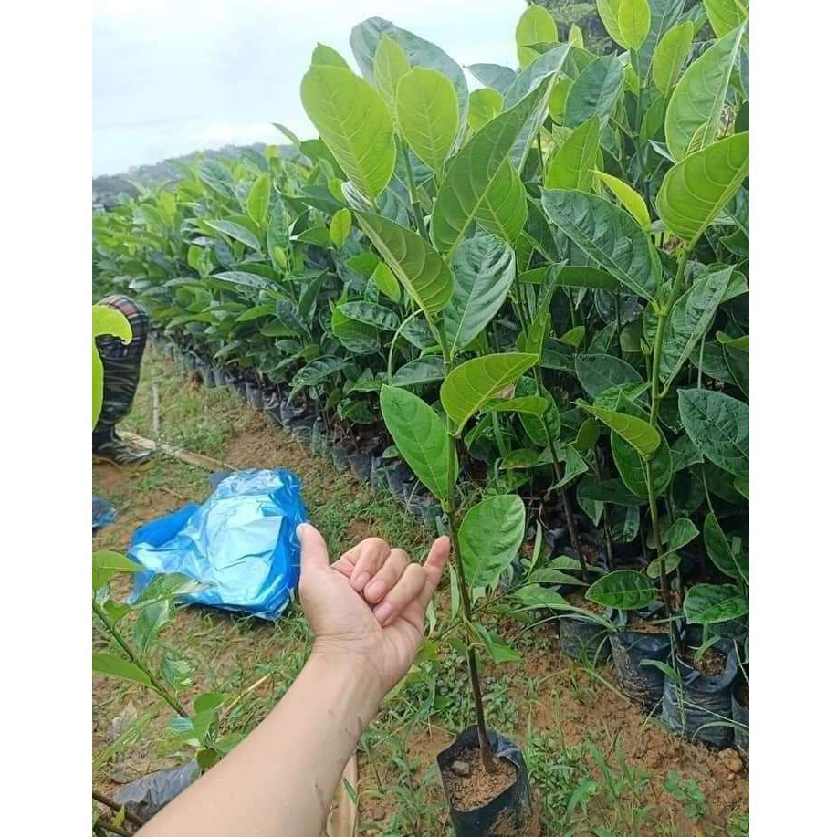 Cây giống mít dai ta, Mít Mật Siêu Ngọt ( chuẩn giống F1) KVT Hạt Giống CANH NÔNG