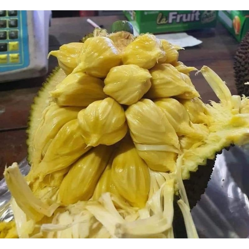 Cây giống mít mật na, mật to siêu nước ngọt KVT