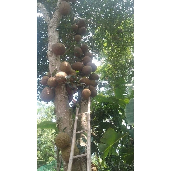 Cây giống mít mật na, mật to siêu nước ngọt KVT