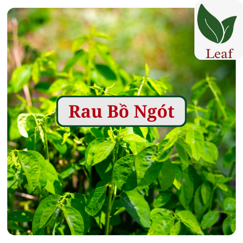 Hạt Giống Rau Bồ Ngót, Rau Ngót, Bồ Ngót, ngon ngọt, tỉ lệ nảy mầm cao ...