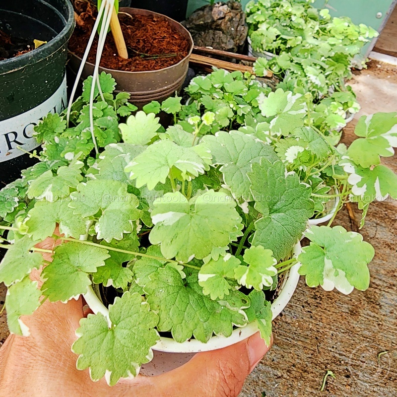 Rau Má Var | Rau Má Cẩm Thạch mini - Cây Trang Trí Tiểu Cảnh, Bán Cạn ...