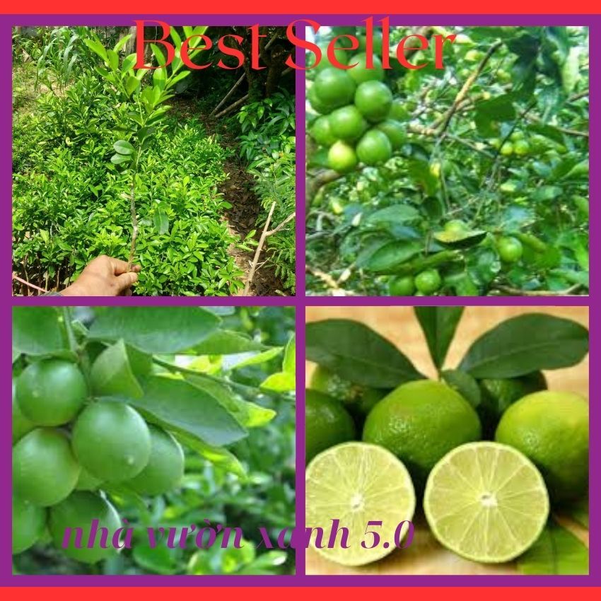 Cây Giống Chanh giấy (chuẩn giống) | Shopee Việt Nam