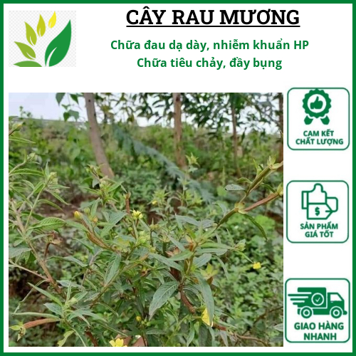 Cây Rau Mương, Cây Rau Máng Mương khô nhà làm sạch sẽ 1Kg | Shopee Việt Nam