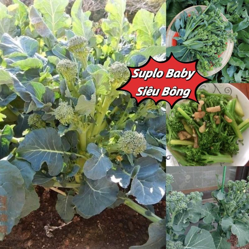 hạt giống suplo baby siêu bông 50 hạt🌈 Thu hoạch cực bền, ăn ngon