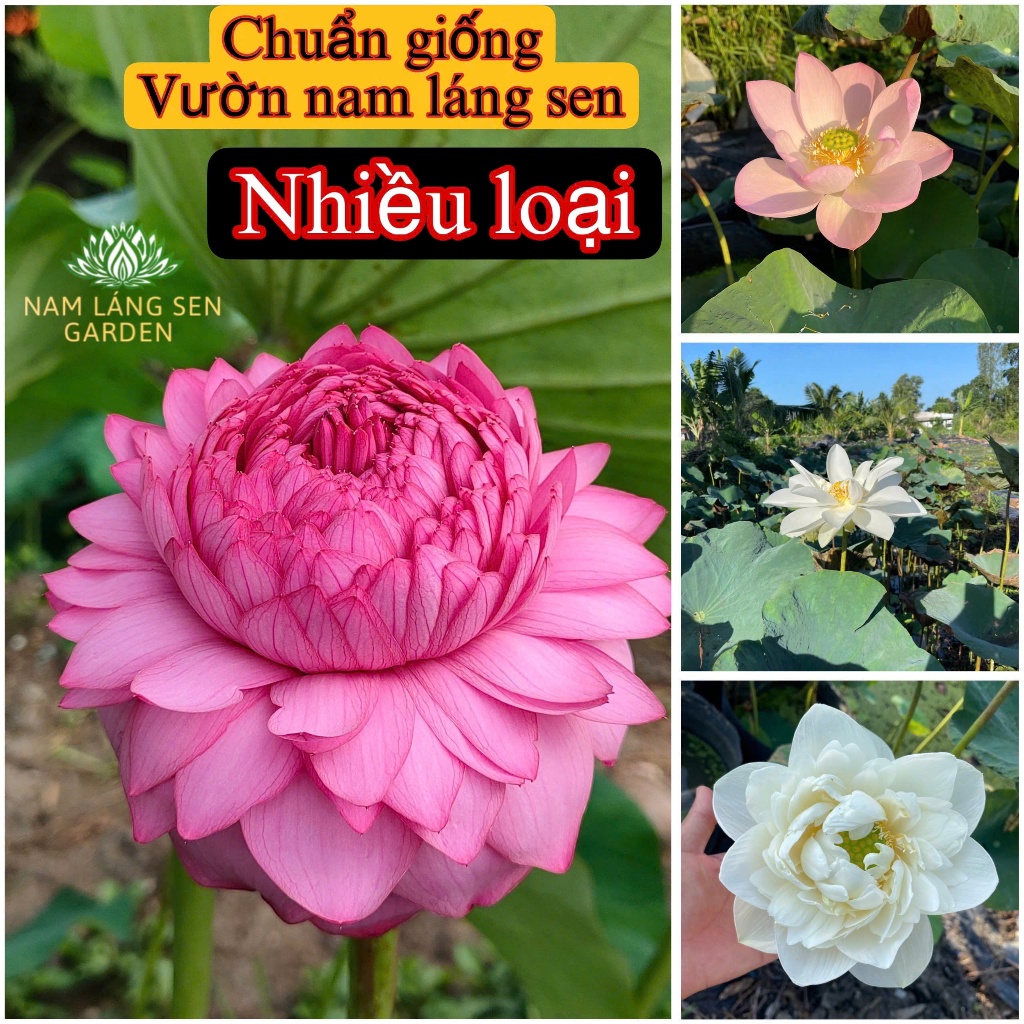 Củ sen giống, cung cấp các loại sen nhật, sen thái giống ,sen mini, Nam ...
