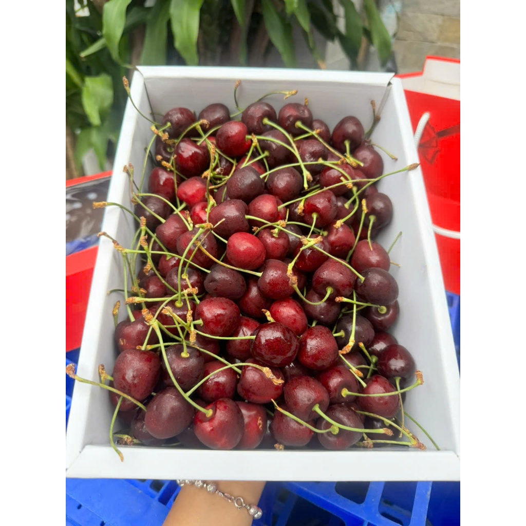 [ JENNY FRUIT ] Cherry NewZealand phiên bản hộp quà tặng 2kg net