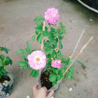 Hoa Hồng Leo Tím Society Rose - màu tím độc đáo hương thơm rất mạnh, ít sâu bệnh, dễ trồng