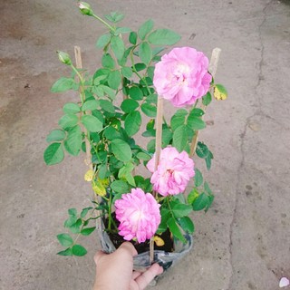 Hoa Hồng Leo Tím Society Rose - màu tím độc đáo hương thơm rất mạnh, ít sâu bệnh, dễ trồng