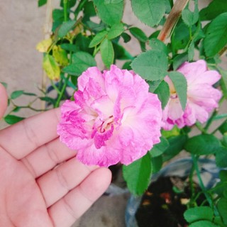 Hoa Hồng Leo Tím Society Rose - màu tím độc đáo hương thơm rất mạnh, ít sâu bệnh, dễ trồng