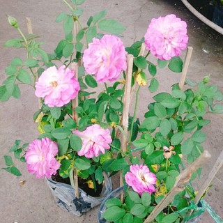 Hoa Hồng Leo Tím Society Rose - màu tím độc đáo hương thơm rất mạnh, ít sâu bệnh, dễ trồng