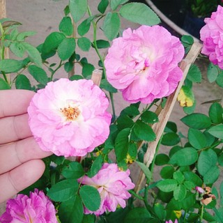Hoa Hồng Leo Tím Society Rose - màu tím độc đáo hương thơm rất mạnh, ít sâu bệnh, dễ trồng