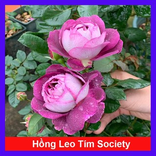 Hoa Hồng Leo Tím Society Rose - màu tím độc đáo hương thơm rất mạnh, ít sâu bệnh, dễ trồng