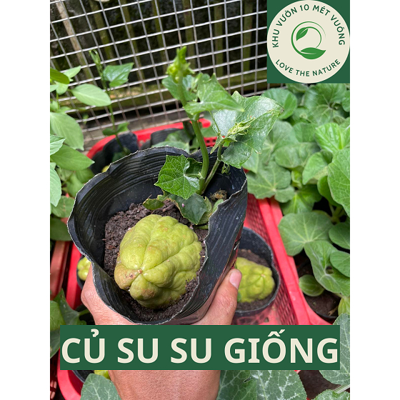 Quả Su Su giống - bầu giống đã ra rễ - nhanh leo giàn - thu hoạch quả ...