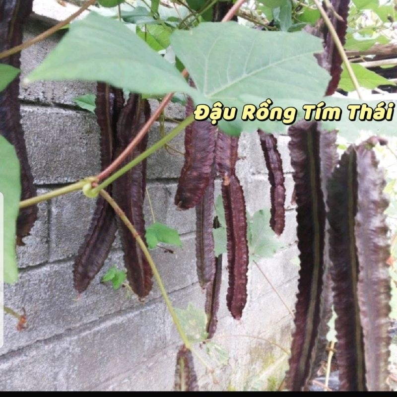 Hạt Giống Đậu Rồng, Đậu Khế Tím 😊Nhập khẩu Nguyên Gói Thái Lan