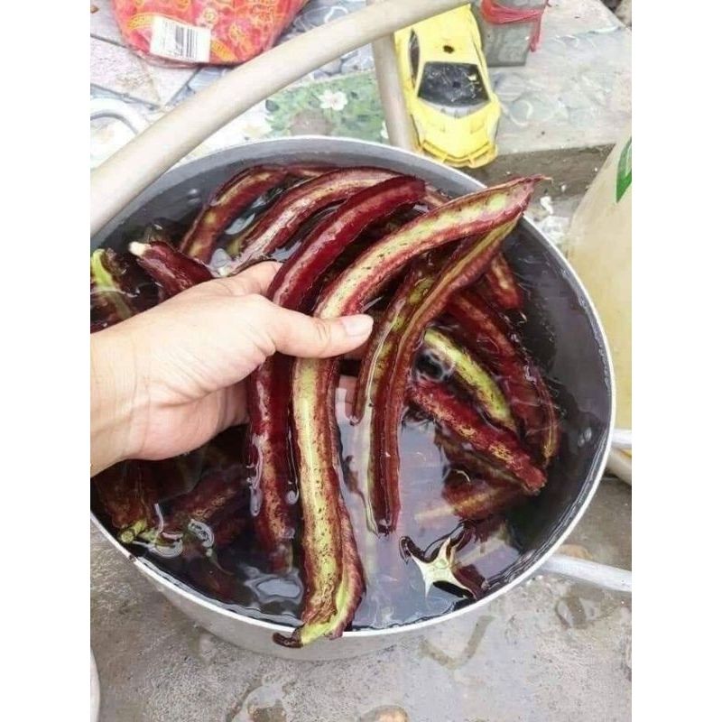 Hạt Giống Đậu Rồng, Đậu Khế Tím 😊Nhập khẩu Nguyên Gói Thái Lan