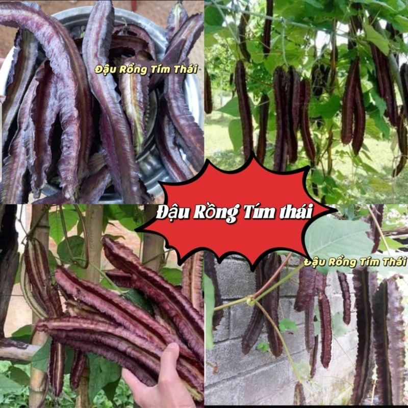 Hạt Giống Đậu Rồng, Đậu Khế Tím 😊Nhập khẩu Nguyên Gói Thái Lan