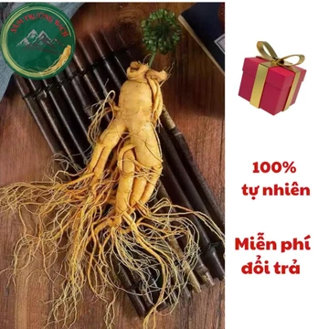 (150g-MUA 5 TẶNG 1)Nhân sâm núi Trường Bạch _Sâm tươi nguyên củ ngâm bình