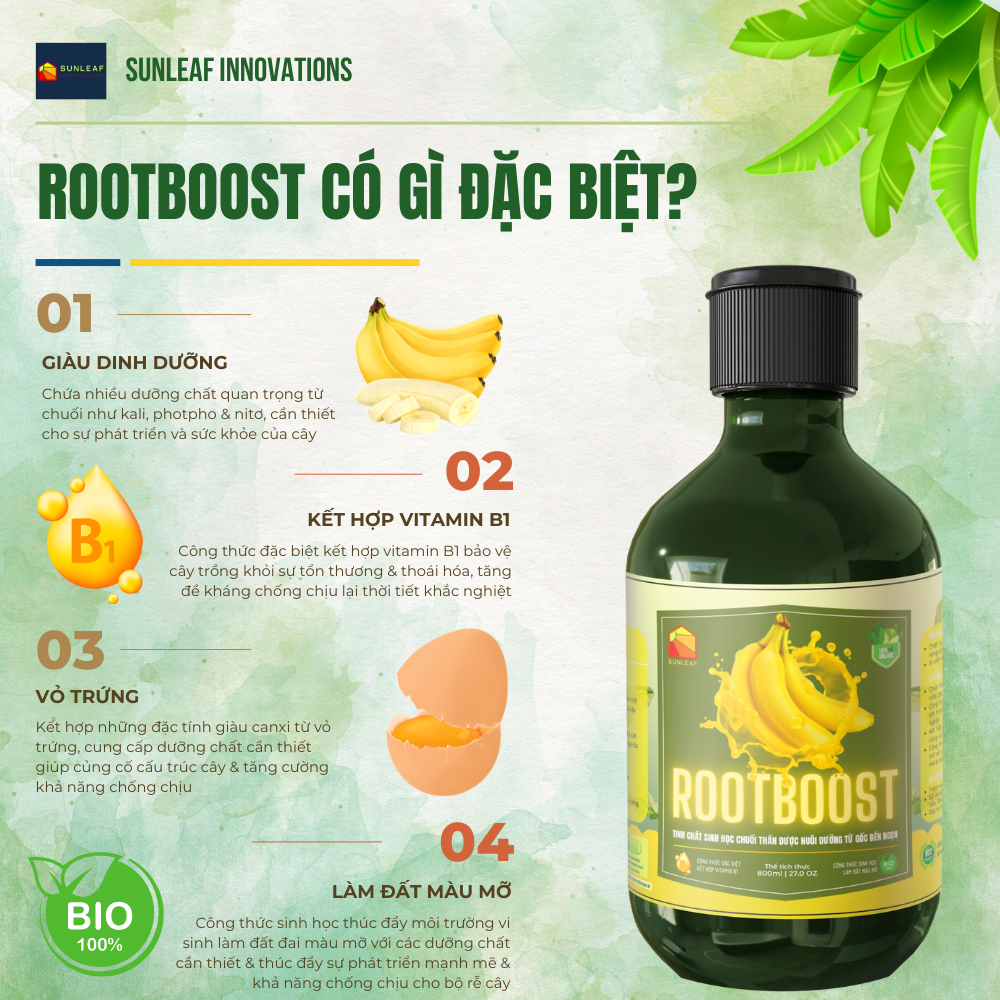 Kích Rễ & Kích Mầm, Giúp Rễ Khỏe Hoa Sai Đậm Màu | 100% Hữu Cơ Chiết Xuất Chuối & Trứng | Phong Lan, Hoa Hồng | SUNLEAF