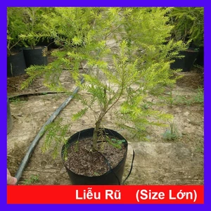 Cây Liễu Rũ Hoa Đỏ (Size Lớn cao 60-100cm) cây cảnh trang trí nhà cửa sân vườn