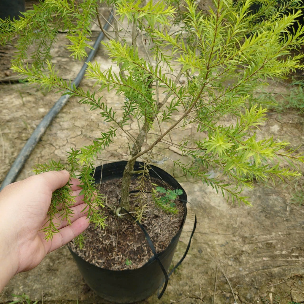 Cây Liễu Rũ Hoa Đỏ (Size Lớn cao 60-100cm) cây cảnh trang trí nhà cửa sân vườn