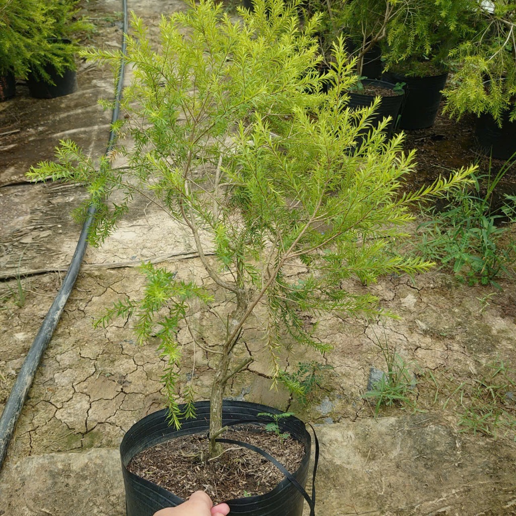 Cây Liễu Rũ Hoa Đỏ (Size Lớn cao 60-100cm) cây cảnh trang trí nhà cửa sân vườn