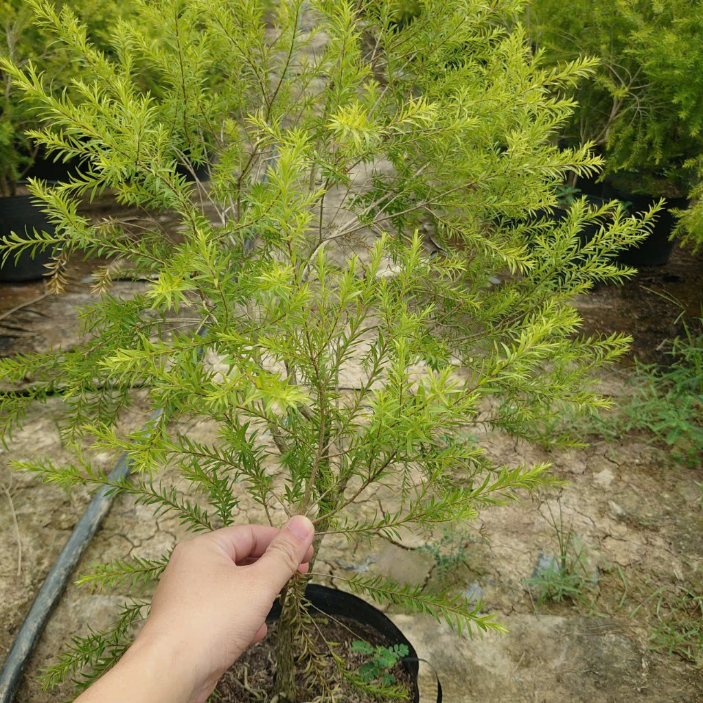 Cây Liễu Rũ Hoa Đỏ (Size Lớn cao 60-100cm) cây cảnh trang trí nhà cửa sân vườn
