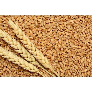 Hạt Lúa Mì Tiểu Mạch Thảo Mềm 500g/1kg - Tươi Sống, Dinh Dưỡng Cho Thú Cưng/Trồng Rau Mầm
