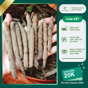 Sâm Cau Đen (Sâm Tiên Mao) Rừng Tươi Lai Châu