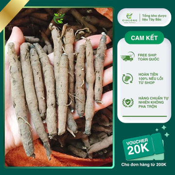 Sâm Cau Đen (Sâm Tiên Mao) Rừng Tươi Lai Châu