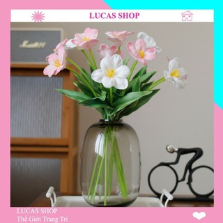 Hoa tulip- Tulip nở cao cấp trang trí nhà cửa, decor cửa hàng, cắm hoa trang trí...