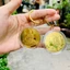 Đồng Xu Quan Âm Bồ Tát Phong Thuỷ May Mắn Tặng Kèm Túi Gấm , Quà Tết