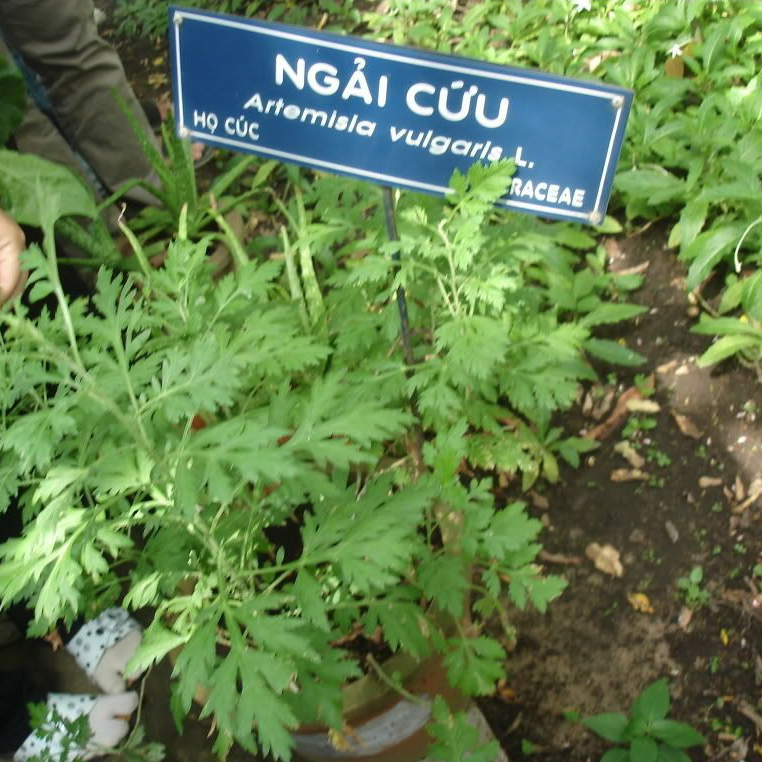 Cây Ngải Cứu Ta Giống Bầu Xơ Dừa Có Rễ Ổn Định KVT - Hạt Giống CANH NÔNG
