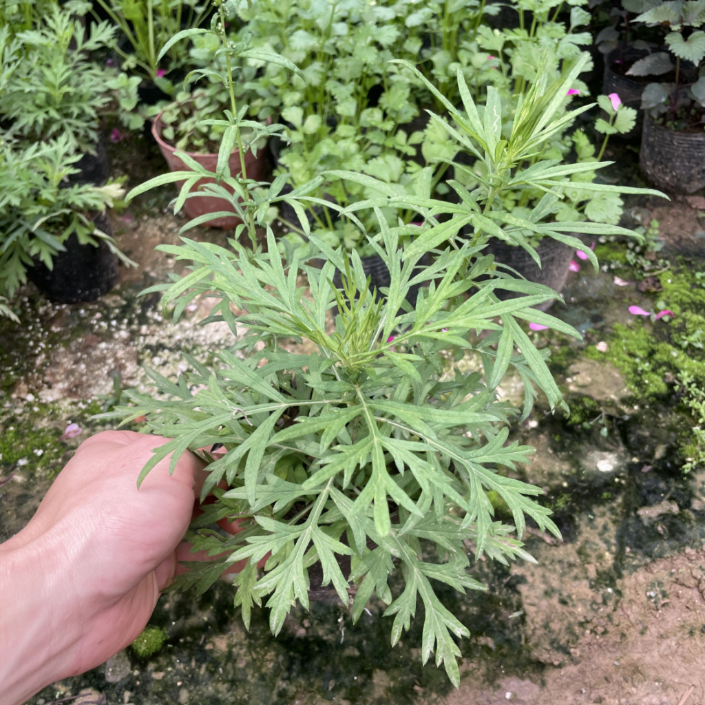 Cây Ngải Cứu Ta Giống Bầu Xơ Dừa Có Rễ Ổn Định KVT - Hạt Giống CANH NÔNG