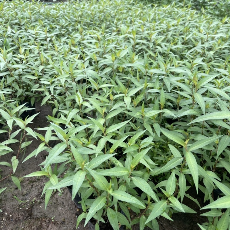 10 Cây Rau Răm Sẵn Bầu Nhỏ Nhiều Ngọn Xum Xuê, Rau Gia Vị, Rau Sống KVT - Hạt Giống CANH NÔNG