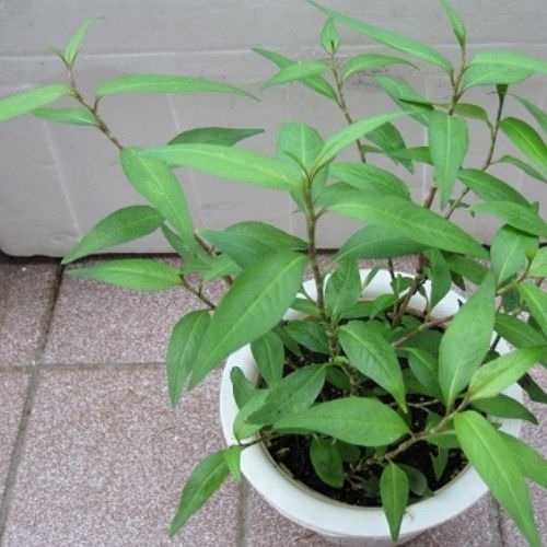 10 Cây Rau Răm Sẵn Bầu Nhỏ Nhiều Ngọn Xum Xuê, Rau Gia Vị, Rau Sống KVT - Hạt Giống CANH NÔNG