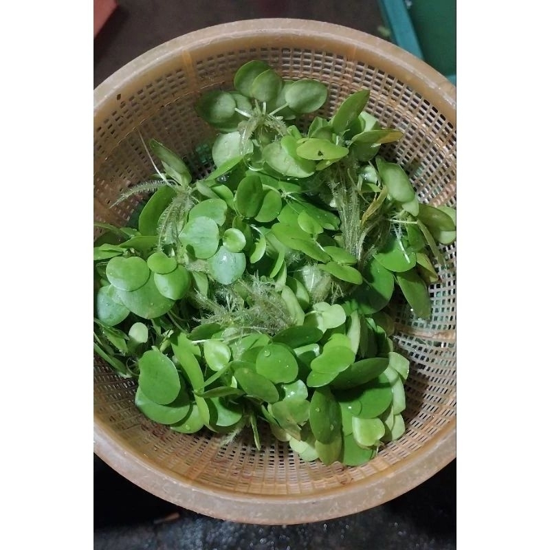 5 Cây bèo nhật - lọc nước, cây thuỷ sinh phụ kiện trang trí bể cá - bể thủy sinh KVT CANH NÔNG