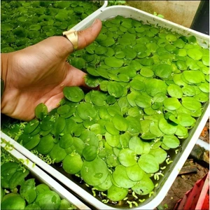5 Cây bèo nhật - lọc nước, cây thuỷ sinh phụ kiện trang trí bể cá - bể thủy sinh KVT CANH NÔNG