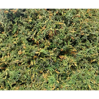 Hoa Đu Đủ Đực Lai Châu Loại 500g_1Kg [HÀNG LOẠI 1 - TH.UỐC HO AN TOAN CHO BÉp] Hoa Mới, Thơm Từ Lúc Mở Hộp, Xanh Đẹp