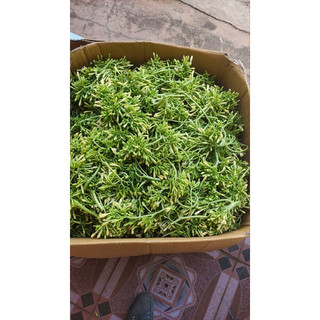 Hoa Đu Đủ Đực Lai Châu Loại 500g_1Kg [HÀNG LOẠI 1 - TH.UỐC HO AN TOAN CHO BÉp] Hoa Mới, Thơm Từ Lúc Mở Hộp, Xanh Đẹp