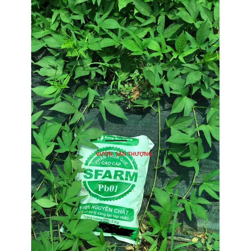 [ Gói 2kg] Phân Trùn Quế Sfarm Pb01 Đặng Gia Trang Đã Xử Lý Không Mùi, Cải Thiện Độ Mùn, Cân Bằng Ph