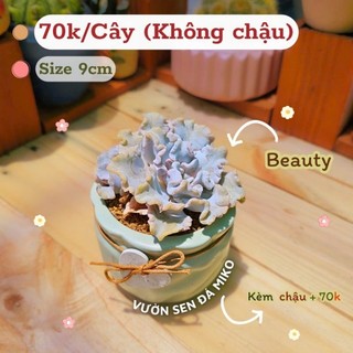 Sen đá Beauty/Madiba Trắng size 8-9cm màu xinh như ảnh có sẵn tại vườn Mầm Nắng Garden lỗi 1 đền 1