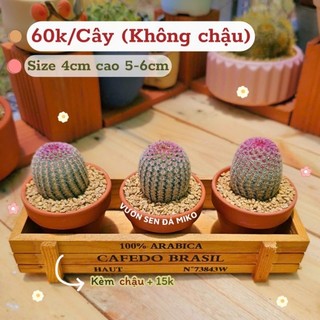 XƯƠNG RỒNG CẦU VỒNG CAO 6cm khoẻ đẹp MẦM NẮNG GARDEN lỗi 1 đền 1