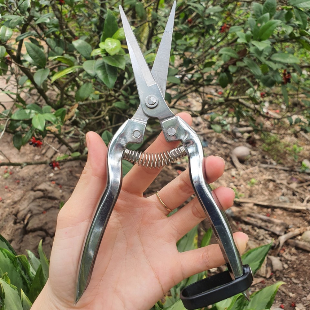 Bộ dụng cụ cắt tỉa cây cảnh Bonsai (6 Món Kéo Cắt Cành Tỉa Thép Trắng Cưa Barker và Cưa Gập )