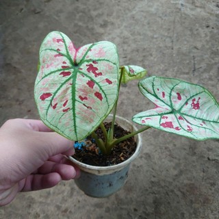 Cây Môn Dâu Caladium Strawberry Star - cây cảnh đẹp để bàn trang trí nhà cửa