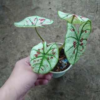 Cây Môn Dâu Caladium Strawberry Star - cây cảnh đẹp để bàn trang trí nhà cửa
