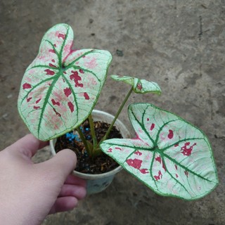 Cây Môn Dâu Caladium Strawberry Star - cây cảnh đẹp để bàn trang trí nhà cửa