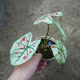 Cây Môn Dâu Caladium Strawberry Star - cây cảnh đẹp để bàn trang trí nhà cửa