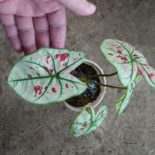 Cây Môn Dâu Caladium Strawberry Star - cây cảnh đẹp để bàn trang trí nhà cửa