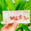 ⭐XÃ KHO⭐ Xấp 100 Tờ Tiền Lưu Niệm Maccao Mã Đáo Thành Công Bảo An Cực Đẹp , cùng hình ảnh Cá Chép Vượt Vũ Môn