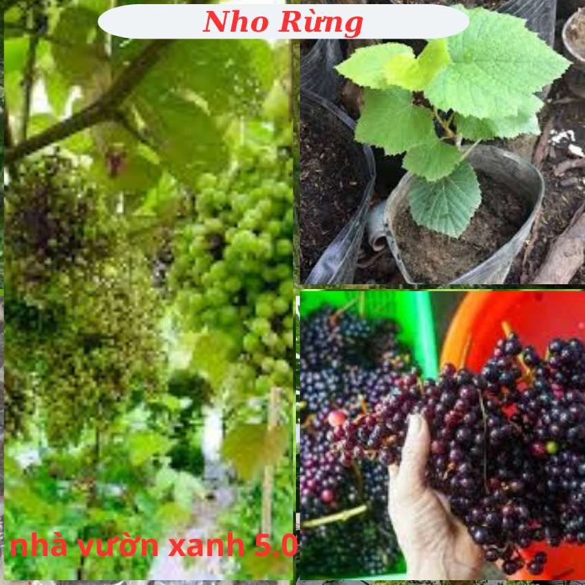 Cây Giống NHo Rừng (chuẩn Giống) | Shopee Việt Nam